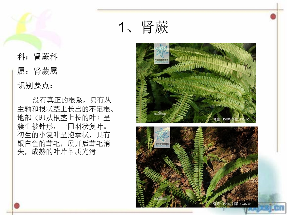 园林常见的蕨类植物.ppt_第3页