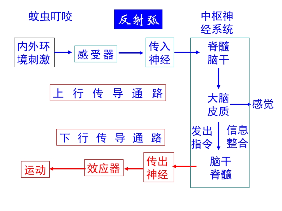 传导通路ppt课件.ppt_第2页