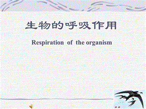 人教版教学课件生物的呼吸作用课件.ppt