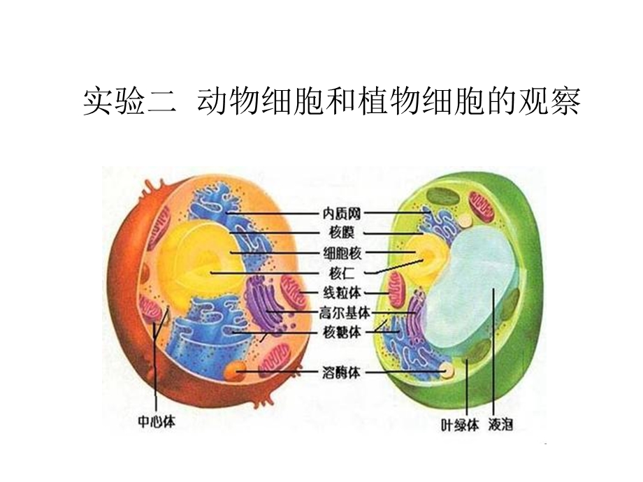 实验二动物细胞和植物细胞的观察.ppt_第1页