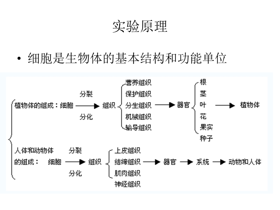 实验二动物细胞和植物细胞的观察.ppt_第3页