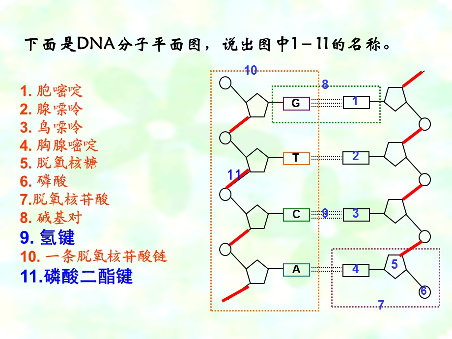 基因工程(浙版老师).ppt_第1页