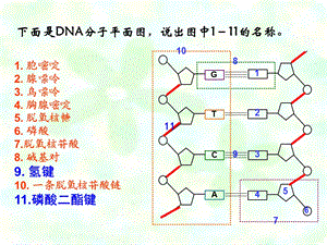 基因工程(浙版老师).ppt