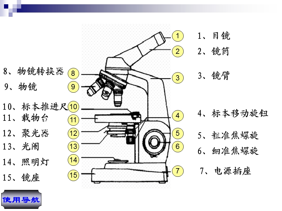 动物细胞形态观察.ppt_第3页