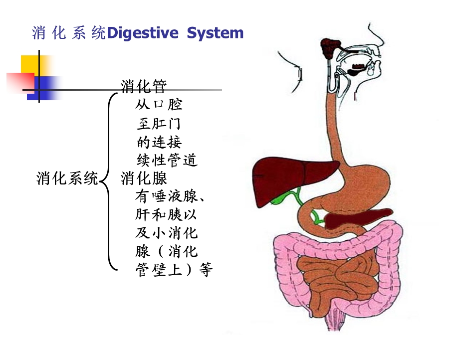 第章 消化管.ppt_第2页