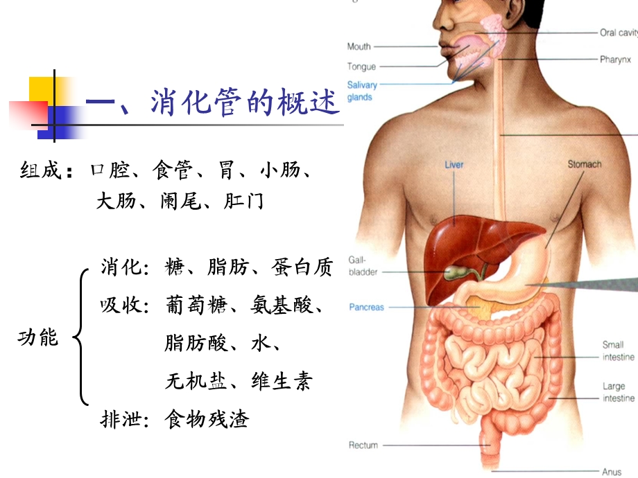 第章 消化管.ppt_第3页