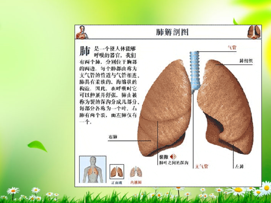 五年级科学上册我们的呼吸3课件青岛版.ppt_第3页