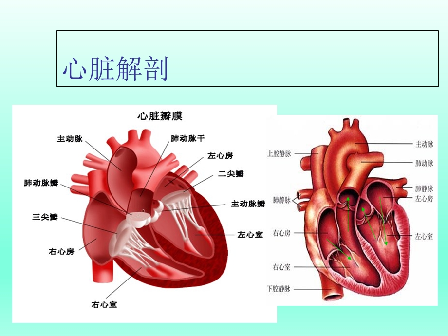 内科学-心脏瓣膜病.ppt_第3页