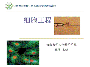 动物细胞培养的生物学知识.ppt