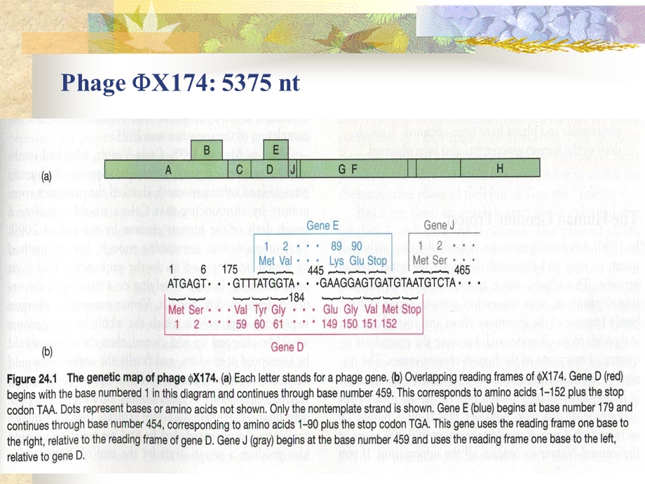 分子生物学张尚宏课件分子生物学.ppt_第3页