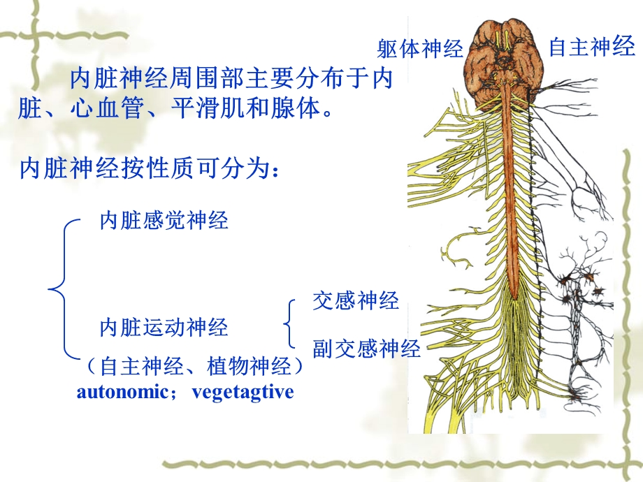 人体解剖学教学课件20内脏神经.ppt_第2页