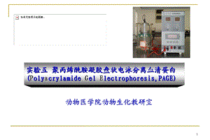 实验五聚丙烯酰胺凝胶盘状电泳分离血清蛋白.ppt