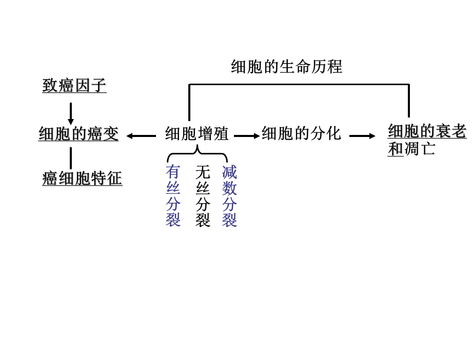 复习第四章细胞分化、衰老和调亡.ppt_第1页