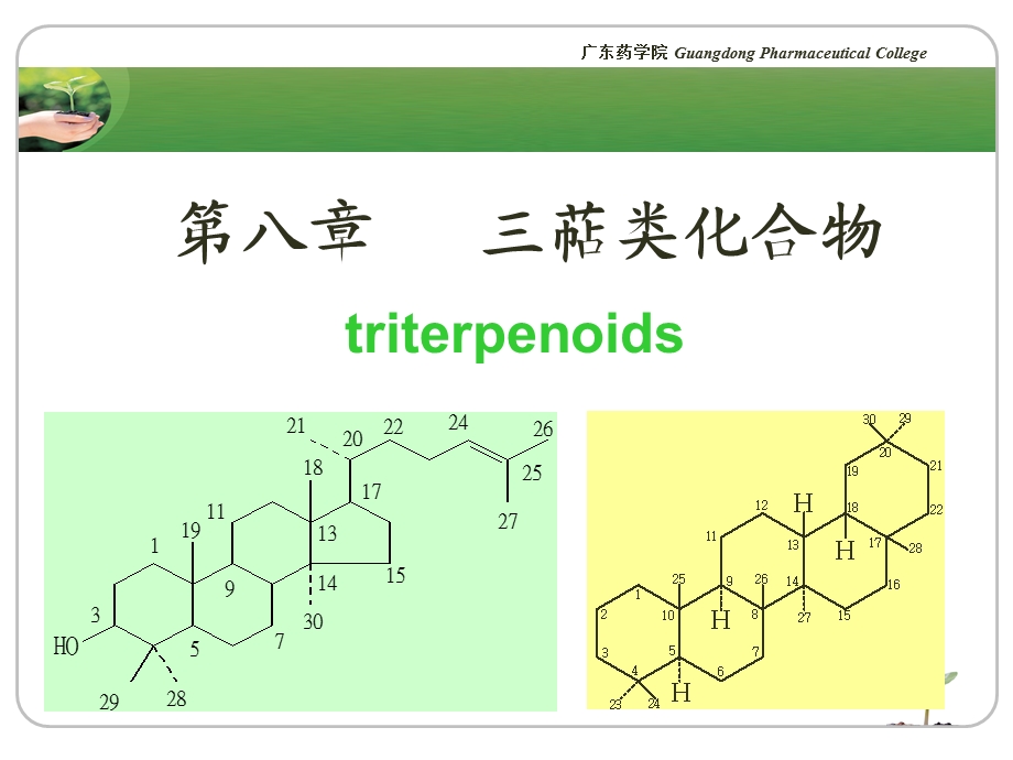 培训资料-三萜类化合物.ppt_第2页