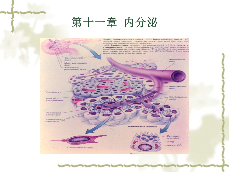 动物生理学ppt课件第7章内分泌.ppt_第1页