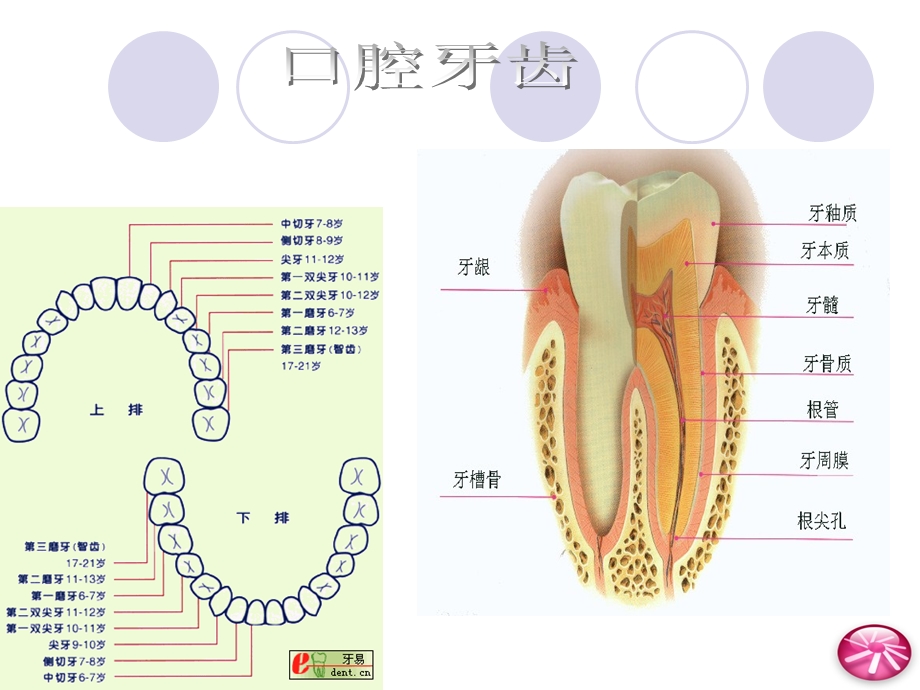 健康教育课件保护牙齿.ppt_第3页