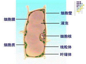 人和动物细胞的结构和功能.ppt