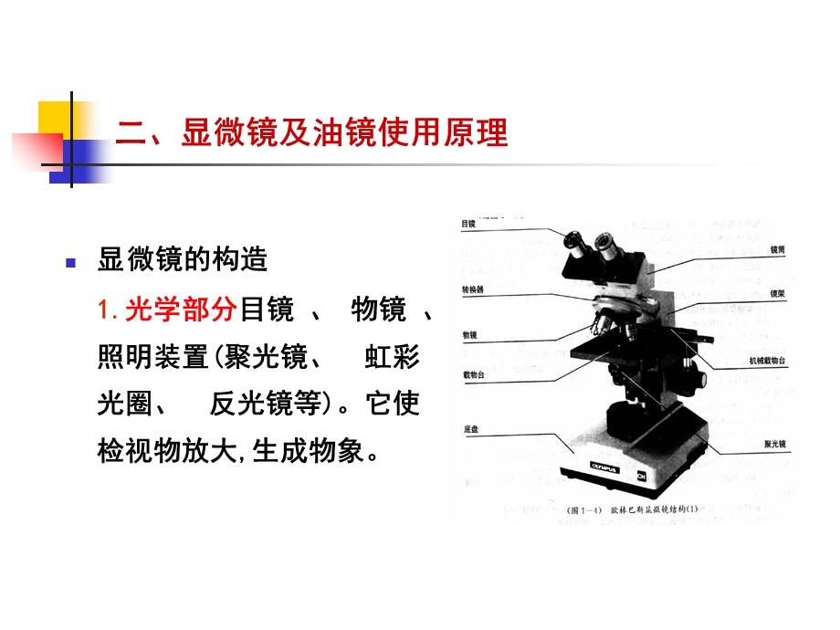 实验三显微镜油镜的使用及细菌形态观察.ppt_第3页