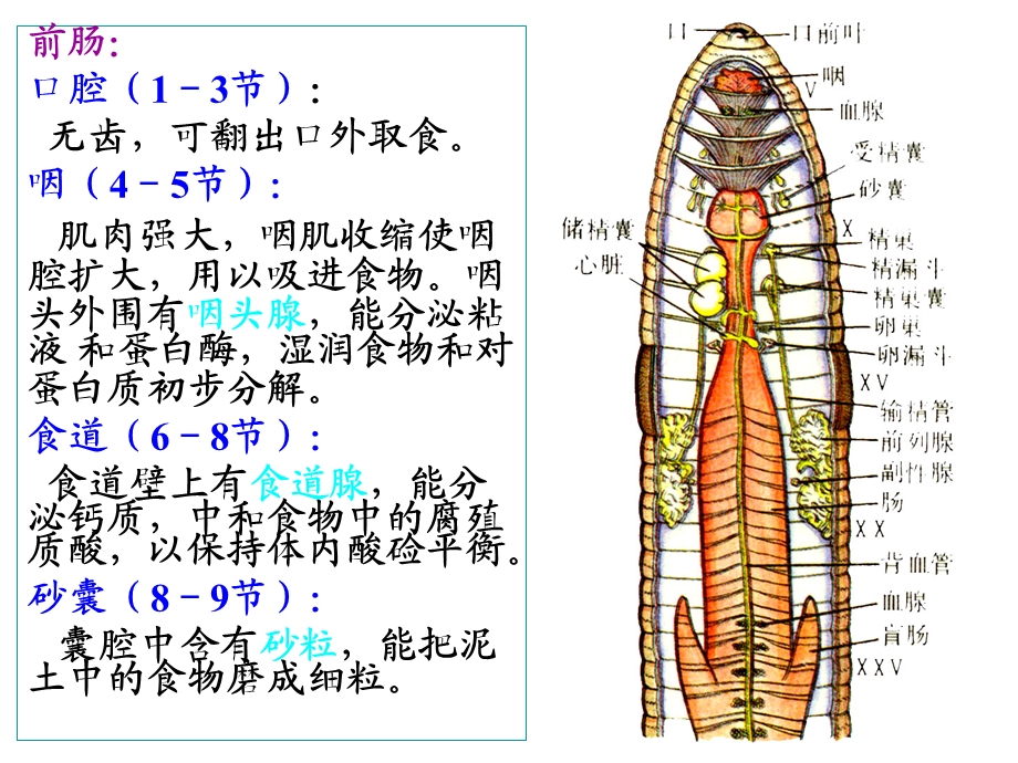 实验五环毛蚓及其他环节动物.ppt_第3页