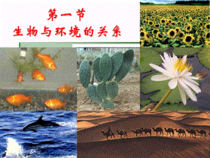 人教版七年级上册《生物与环境的关系》.ppt