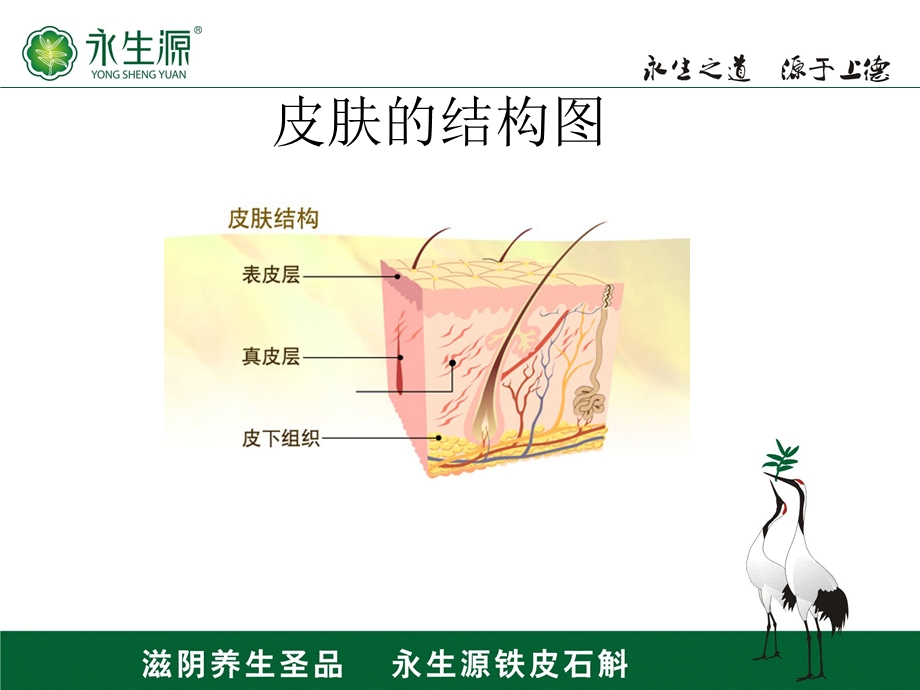 基础皮肤及产品知识.ppt_第3页