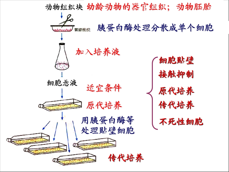 动物细胞工程-单克隆抗体制备.ppt_第3页