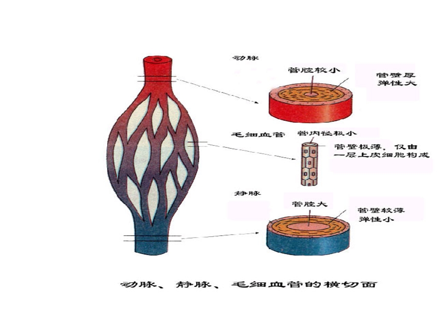 人教版初一生物下册第四单元第四章第三节心脏.ppt_第2页