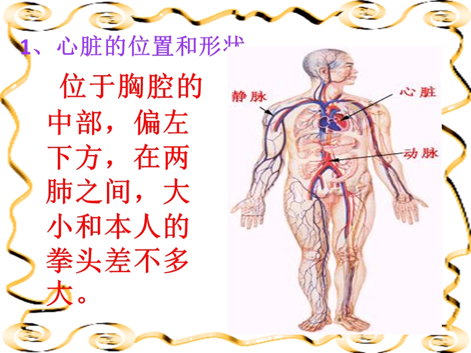 人教版初一生物下册第四单元第四章第三节心脏.ppt_第3页