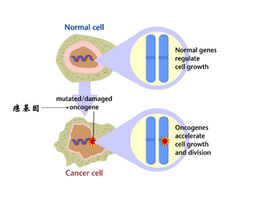分子生物学课件第七章癌变的分子遗传学.ppt_第3页