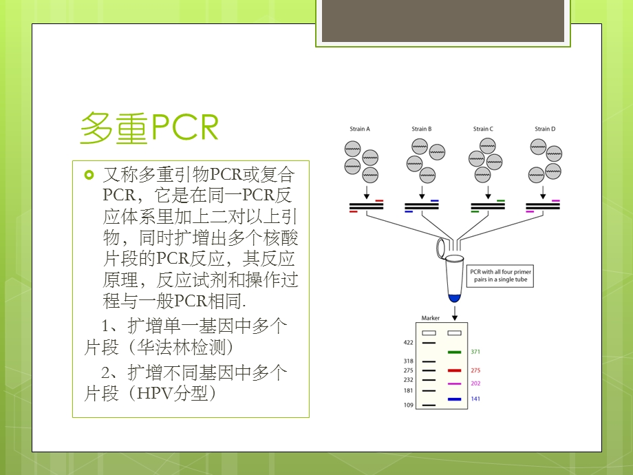 多重不对称扩增介绍.ppt_第3页