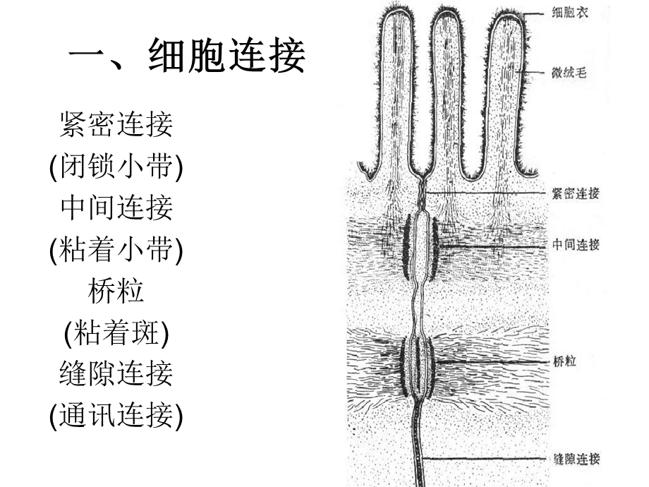 人体组织解剖基本组织.ppt_第2页