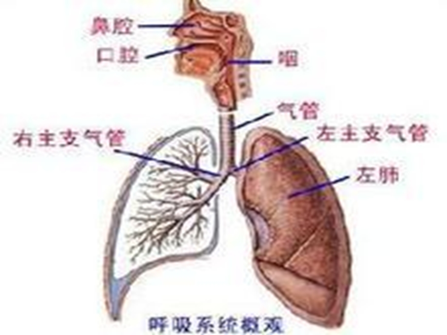 呼吸系统疾病病人的常规护理.ppt_第3页