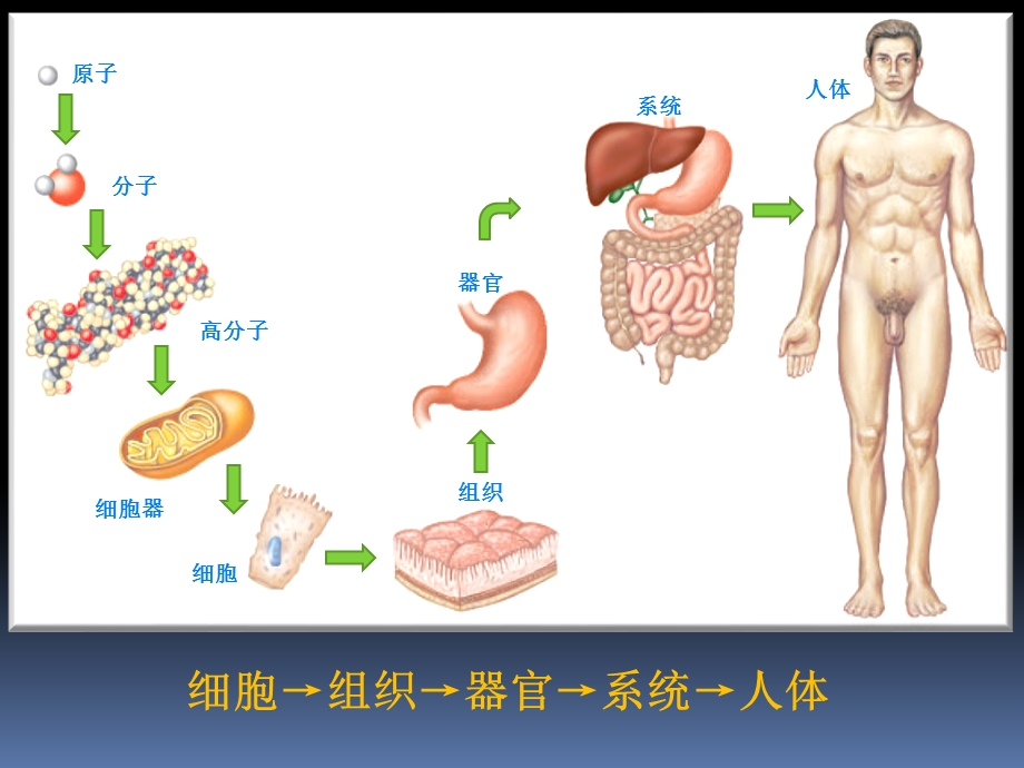 罗英瑾0001解剖学绪论.ppt_第3页