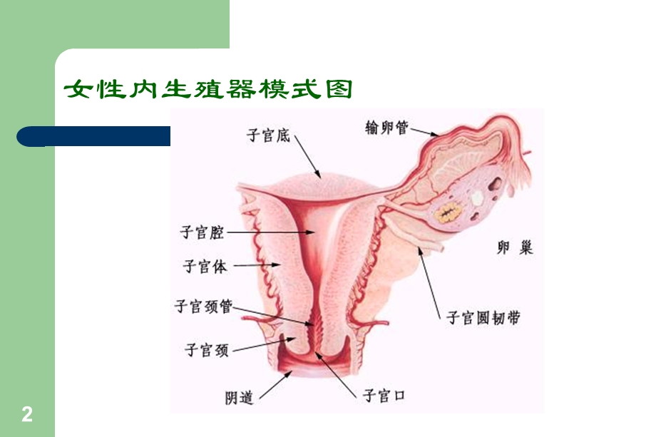 妇产科学教学资料子宫腺肌病.ppt_第2页