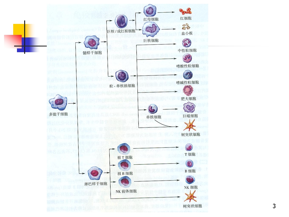 医学免疫学教学课件汇编-8固有免疫系统-wpz.ppt_第3页