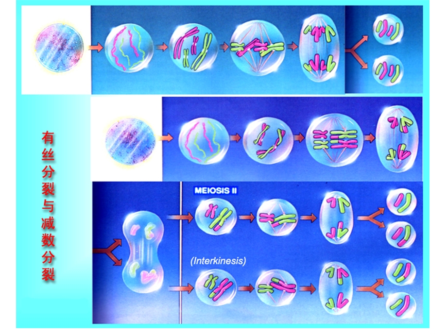 园林植物花卉育种学ppt课件第5章杂交育种.ppt_第3页