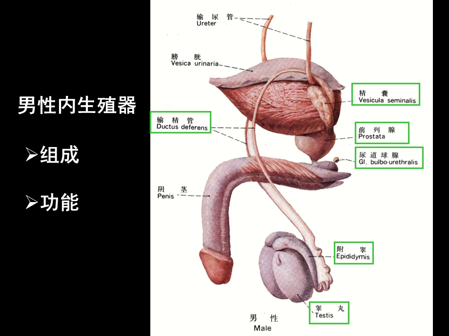 培训资料-第六章：生殖系统.ppt_第3页