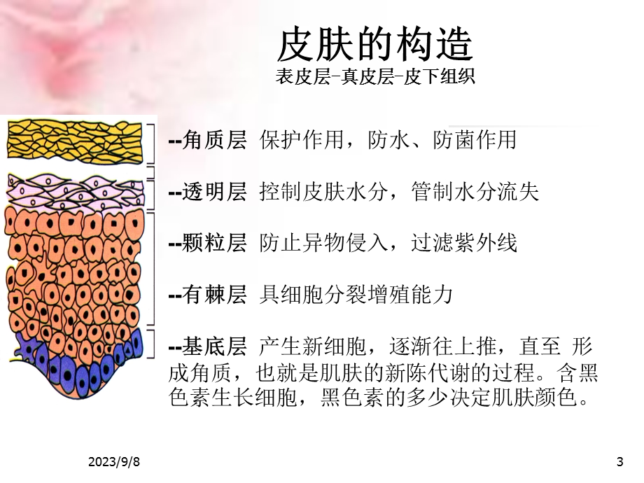 基础知识美容必修课.ppt_第3页