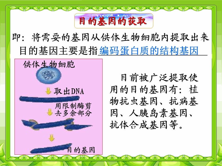 基因工程的操作程序.ppt_第3页