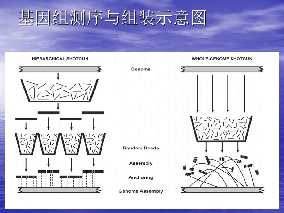 基因组序列组装的理论与方法(简介).ppt_第3页