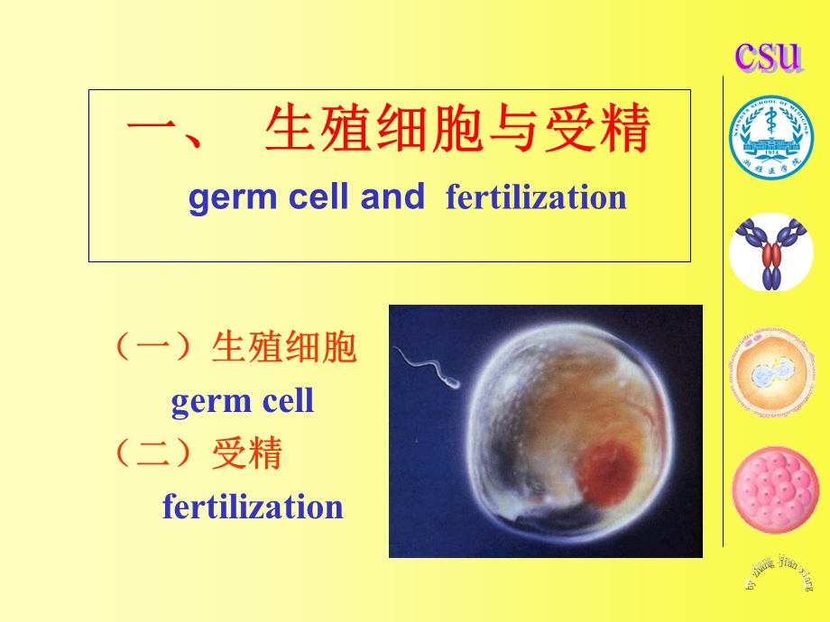 发育生物学教学课件06-1受精、卵裂、胚泡形成与植入.ppt_第2页