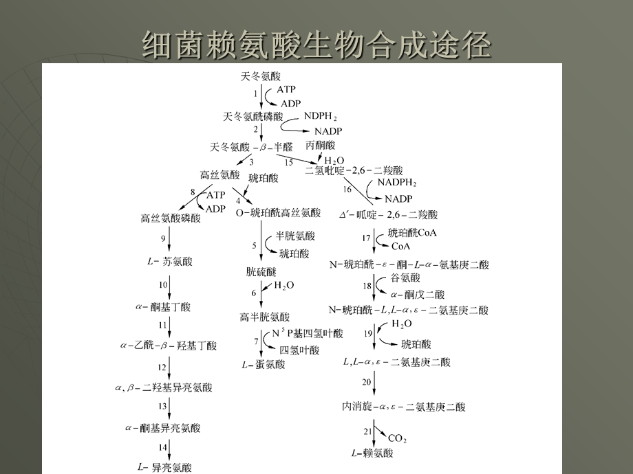 发酵机制-赖氨酸发酵机制13-14节.ppt_第1页