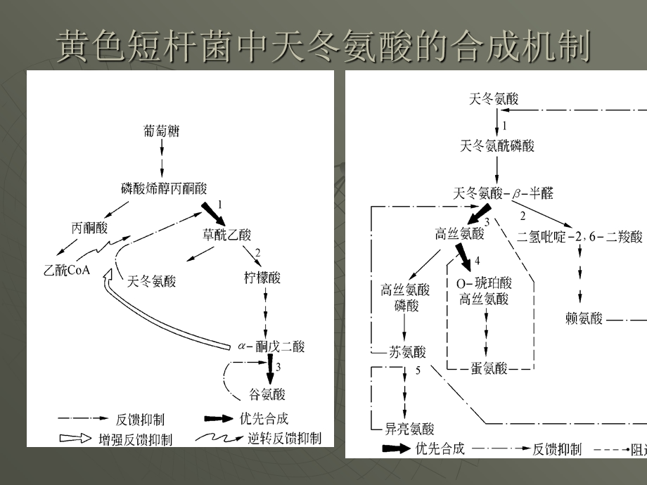 发酵机制-赖氨酸发酵机制13-14节.ppt_第3页