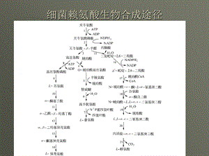 发酵机制-赖氨酸发酵机制13-14节.ppt