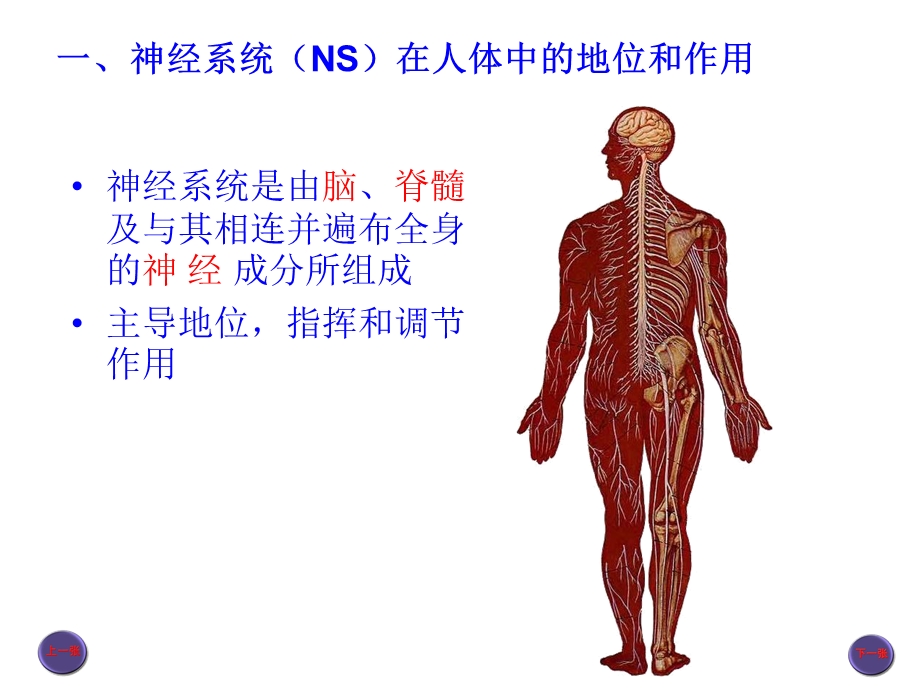 神经系总论和脊神经本科、新.ppt_第3页