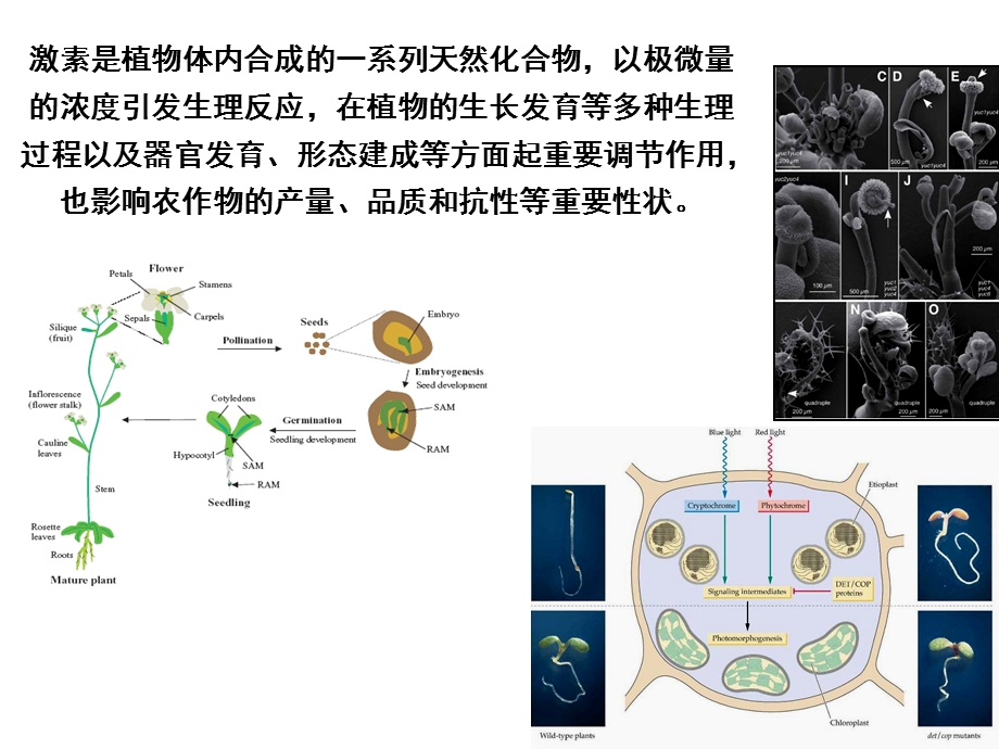 植物激素的作用机理.ppt_第2页