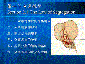 医学遗传学第三章第一节分离规律.ppt