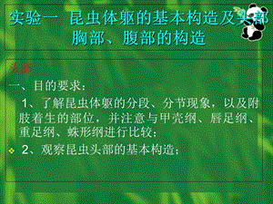 实验一二昆虫外部形态及头胸腹部特征.ppt