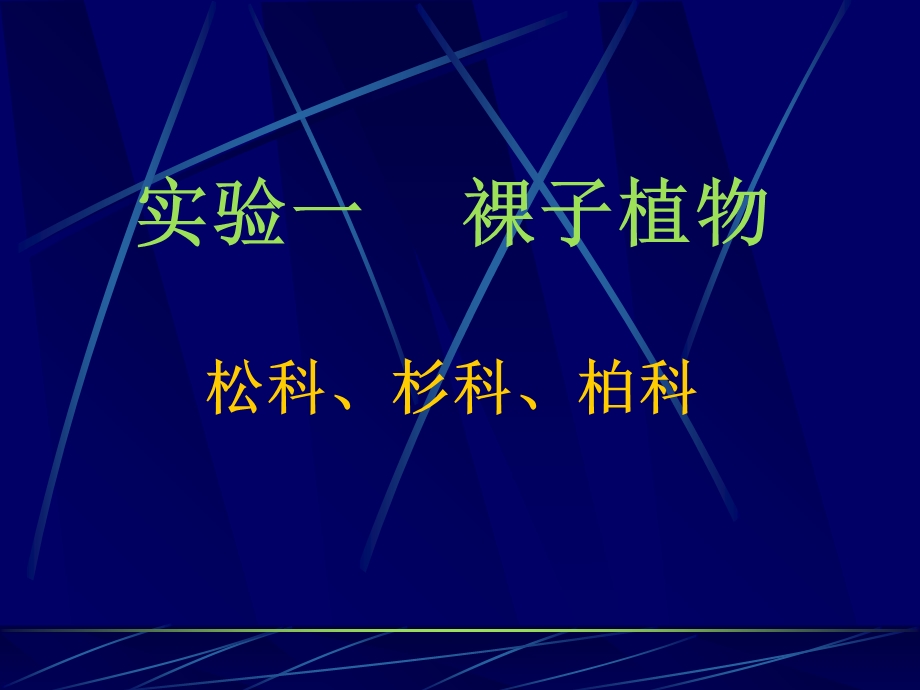 实验一松科、杉科、柏科.ppt_第1页