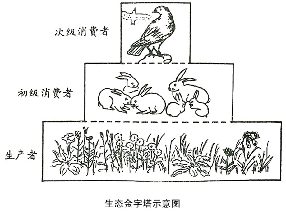 学习生态学的意义及其学习方法和要求-xin.ppt_第3页